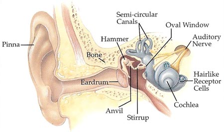 inside an ear
